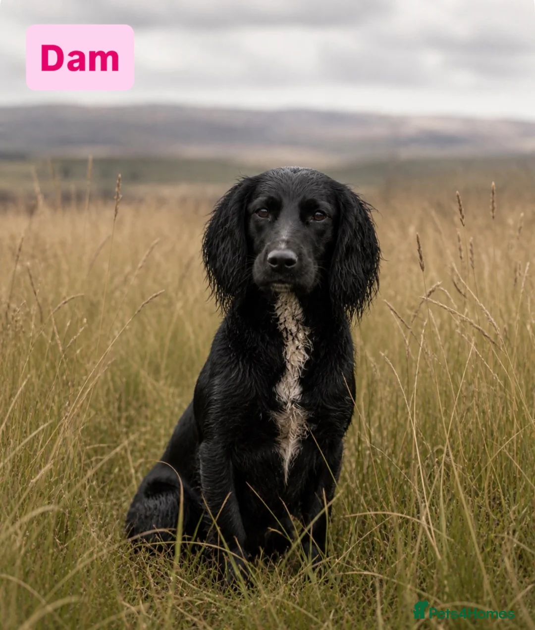 Cocker Spaniel dogs for sale: KCReg fully health tested working cocker puppies - Advert 2