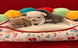 Chihuahua dogs for sale: Tiny apple head chihuahuas - Image 7