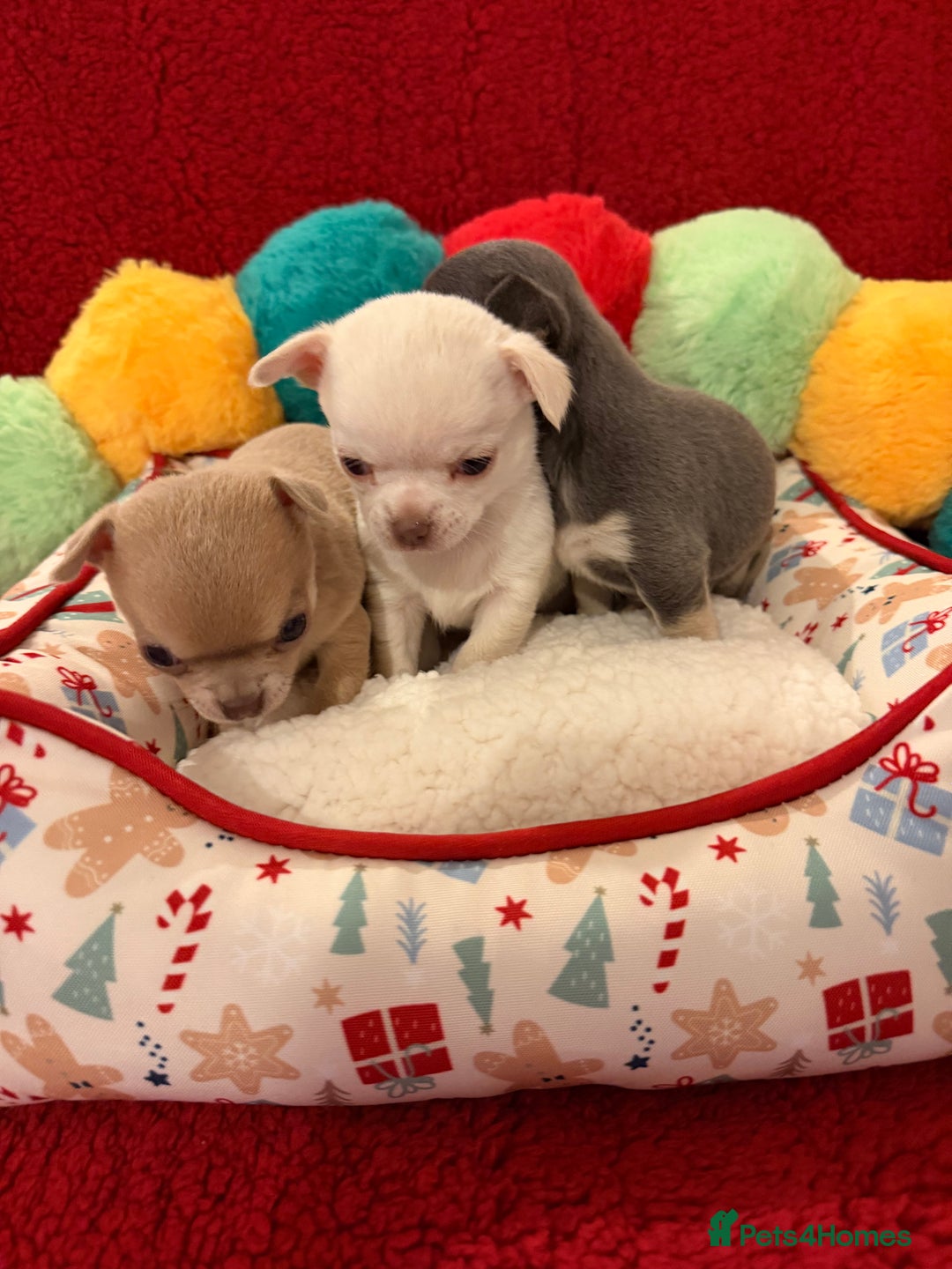 Chihuahua dogs for sale: Tiny apple head chihuahuas - Image 7