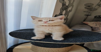 British Shorthair cats - Advert 5