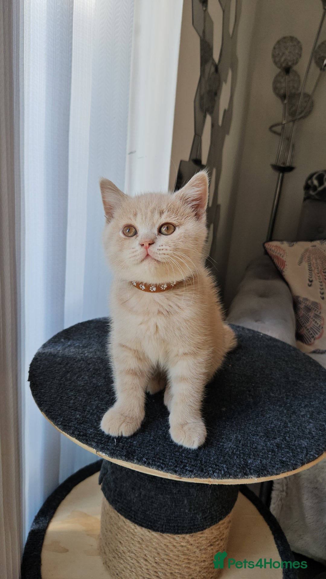 British Shorthair cats for sale: ONLY 2 MALE AVAILABLE.British shorthair  - Image 2