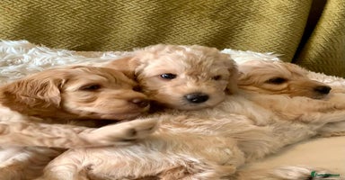 Labradoodle dogs - Advert 9