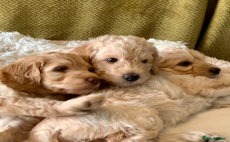 Labradoodle dogs - Advert 1