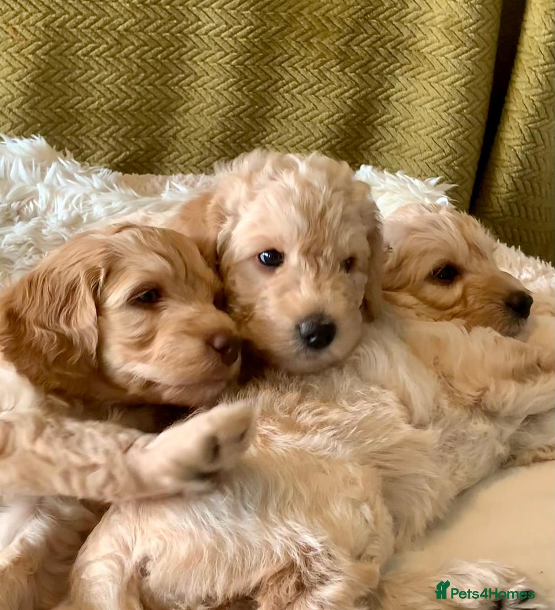 Labradoodle dogs for sale: Multigen Mini Labradoodle Puppies Available Now - Image 2