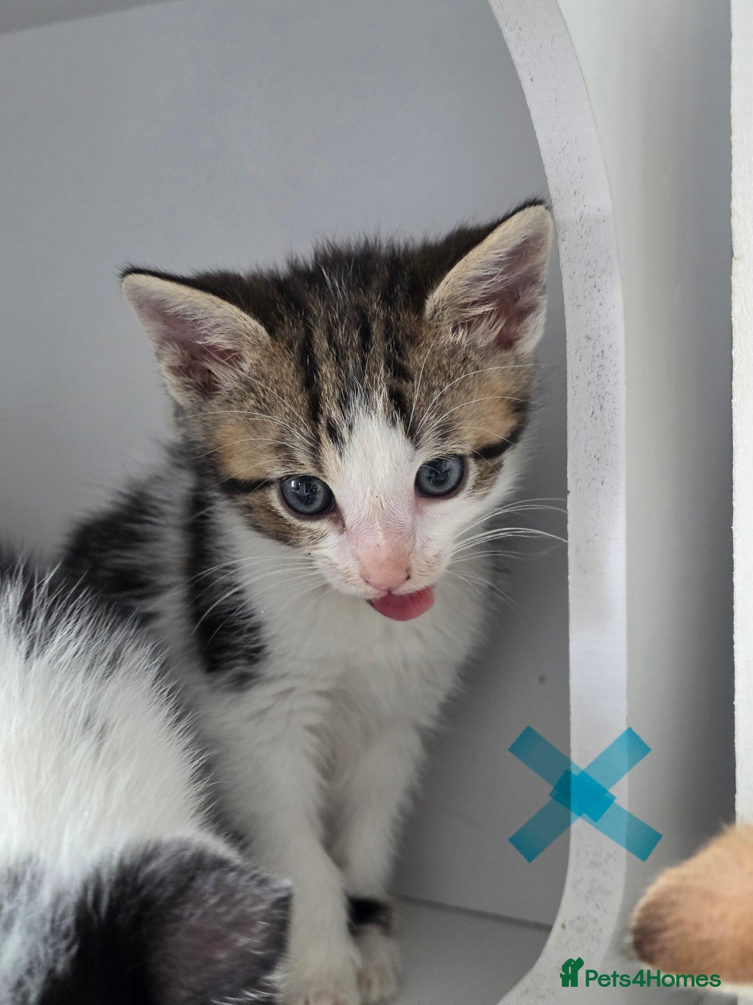 Mixed Breed cats for sale: Adorable kittens needing homes - Image 4