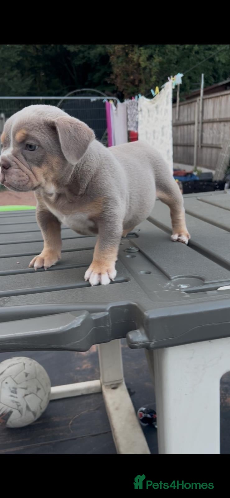 Old Tyme Bulldog dogs Bargain  - Advert 1