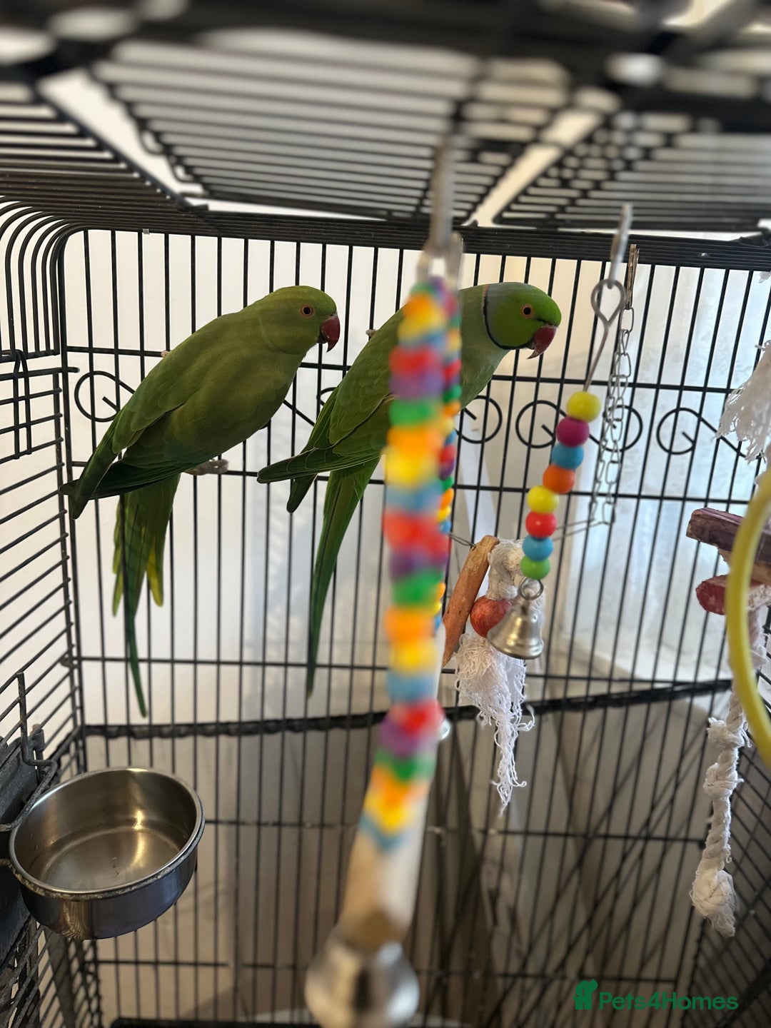 Ringnecks birds for sale: Parrots - Image 3