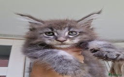 Maine Coon cats for sale: Maine coon kittens  - Image 11