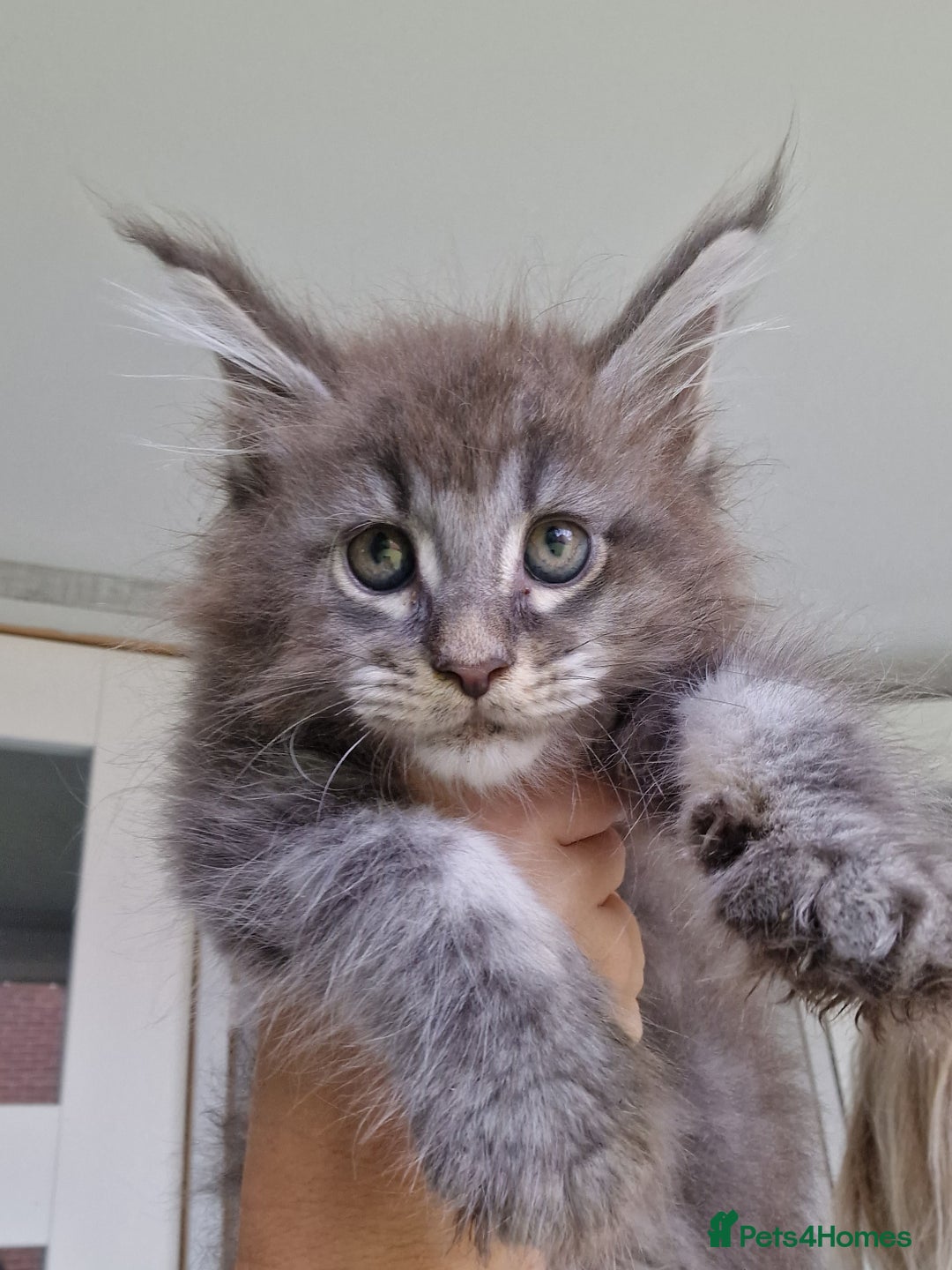 Maine Coon cats for sale: Maine coon kittens  - Image 11