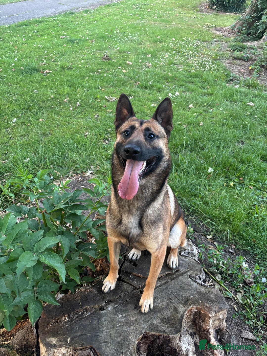 Belgian Shepherd Dog dogs for stud: Belgian malinois for stud  - Image 2