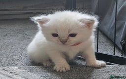 Ragdoll cats for sale: Beautiful Gccf registered ragdolls. - Image 8