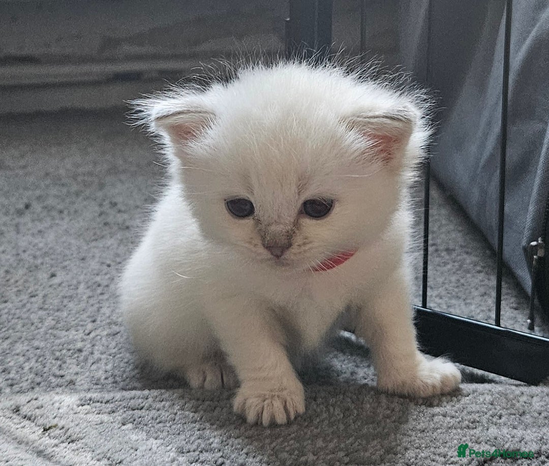 Ragdoll cats for sale: Beautiful Gccf registered ragdolls. - Image 8