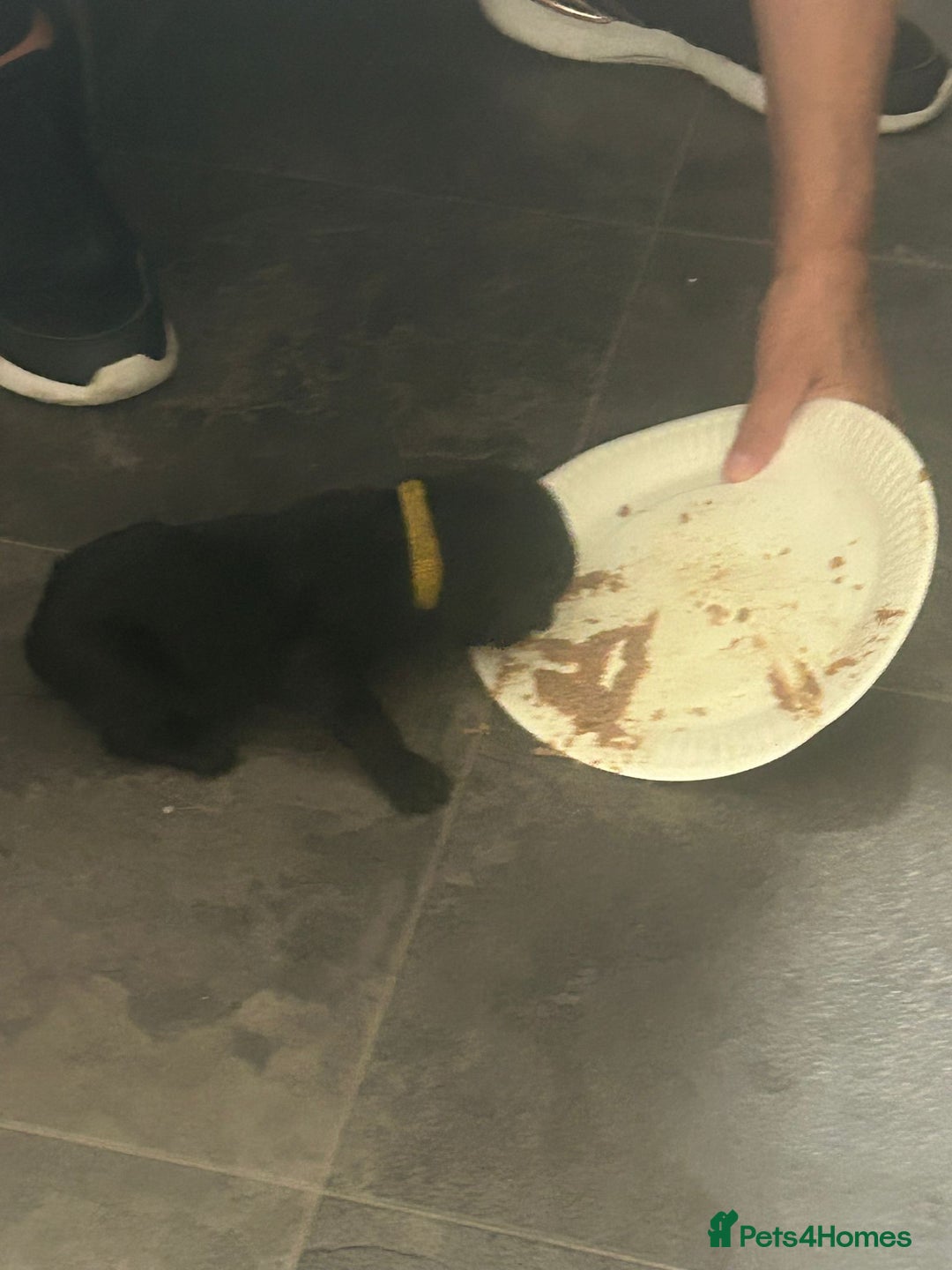 Cane Corso dogs for sale: Cane corso puppies  - Image 5