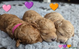 Poochon dogs for sale: 🐾 Adorable F1b Poochon Puppies - Ready November🐾 - Image 4