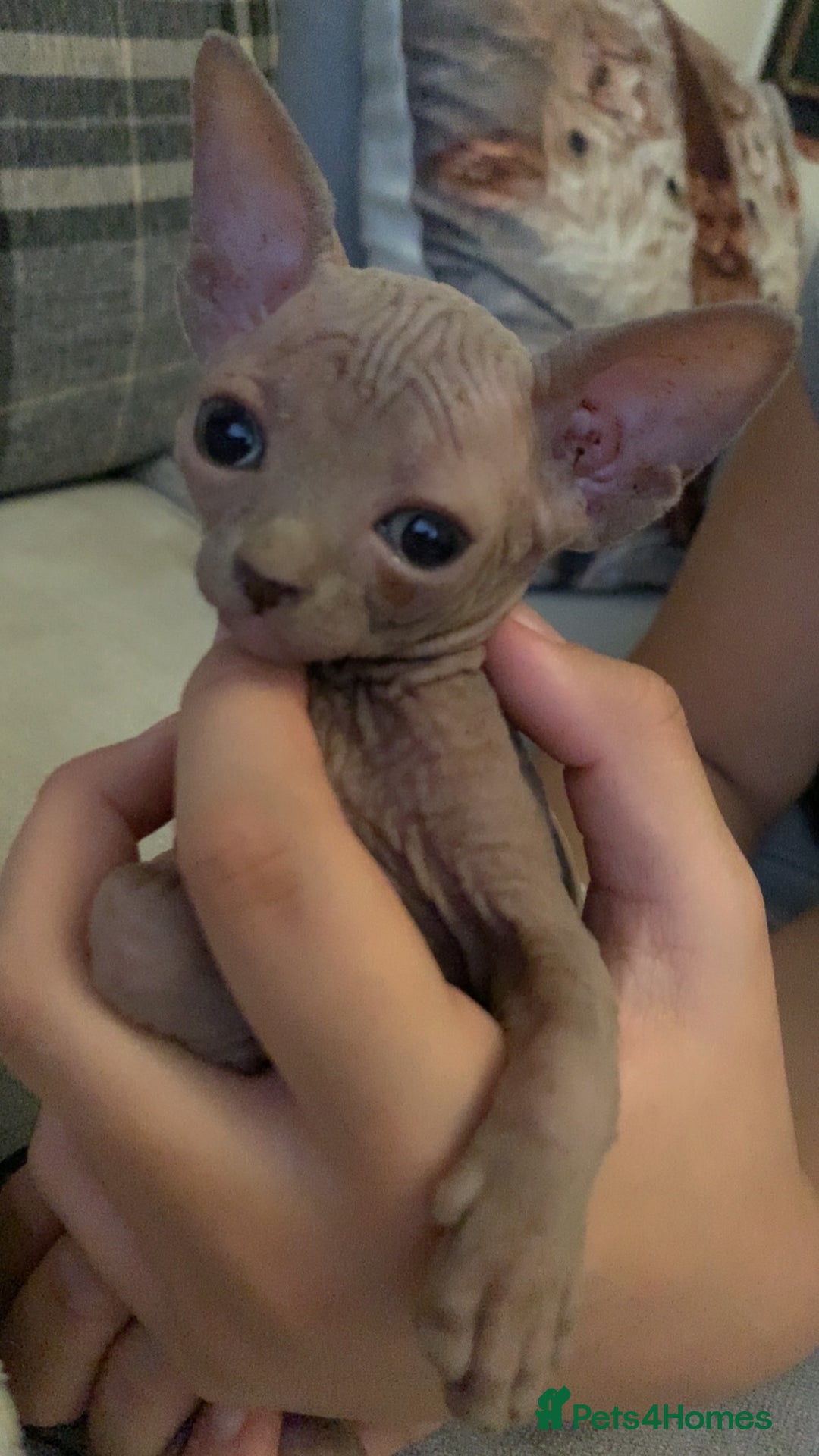 Sphynx cats for sale: Sphinx kittens  - Advert 7