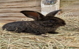 Mixed Breed rabbits for sale: Beautiful bouncy buns x  - Image 4
