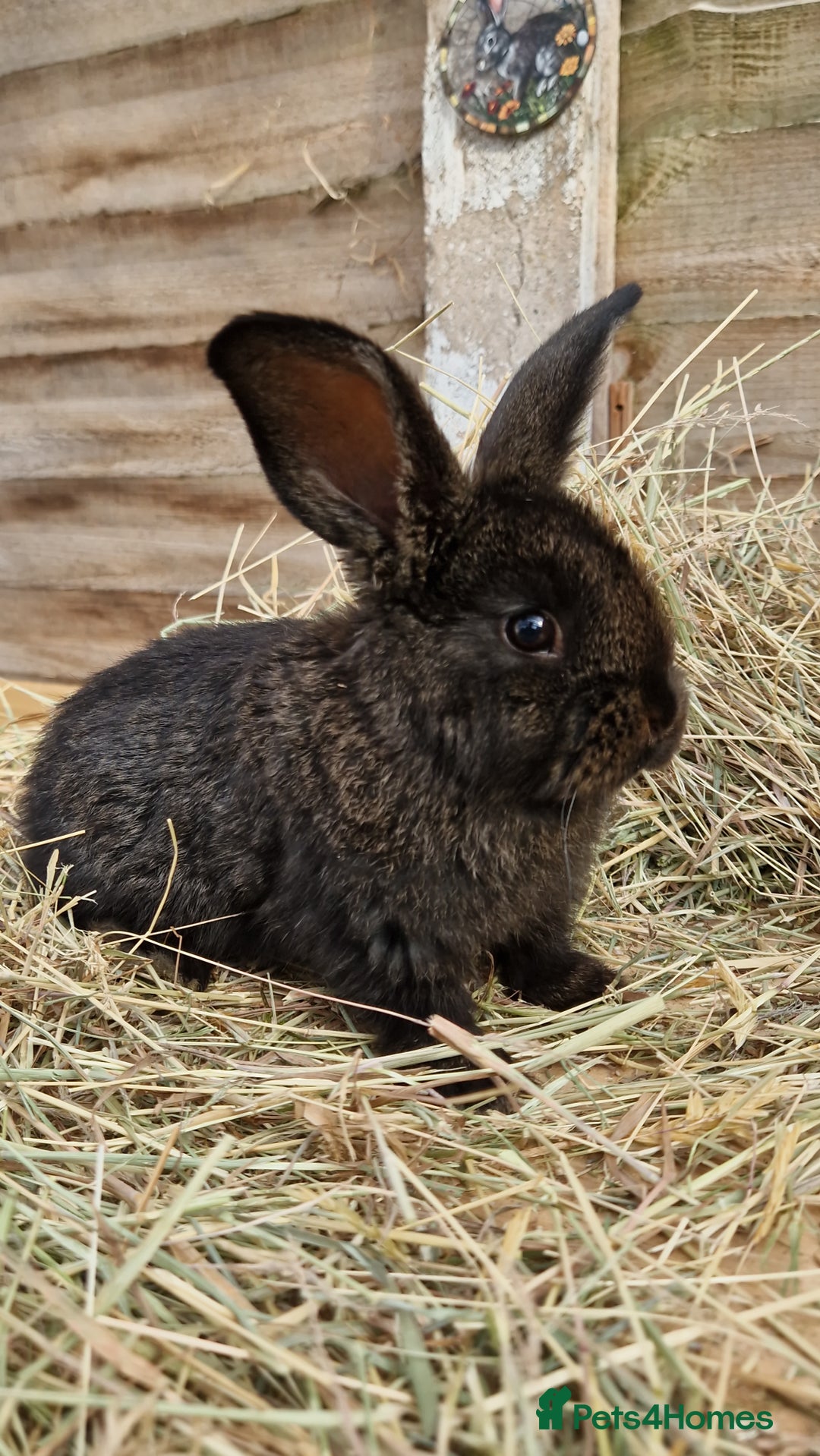 Mixed Breed rabbits for sale: Beautiful bouncy buns x  - Image 4