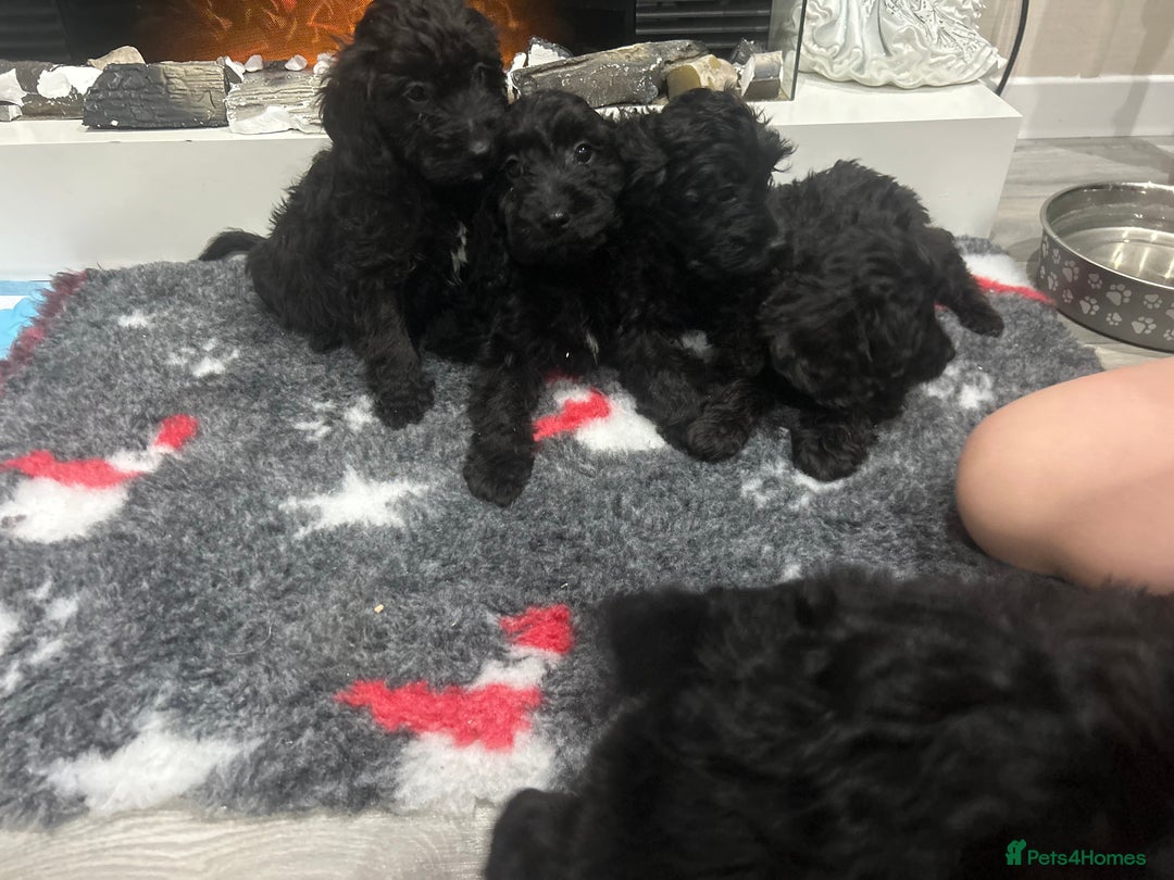 Cockapoo dogs for sale: F1B Cockapoos Pups - Advert 3