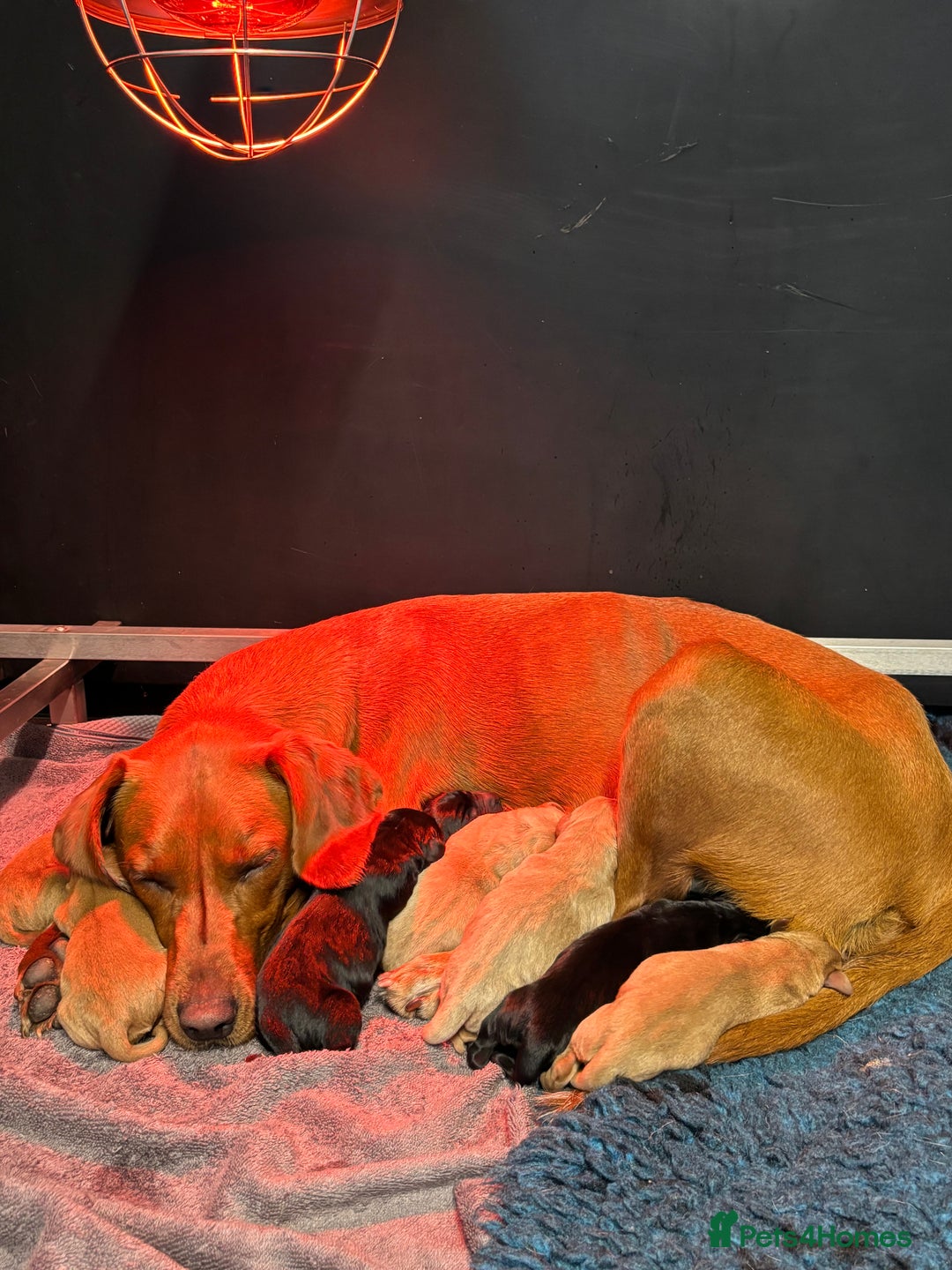 Labrador Retriever dogs for sale: Fully health tested Labrador puppies  - Image 2