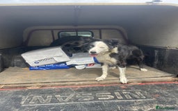 Border Collie dogs for sale: Failed sheepdog looking for very active home - Image 5