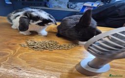 Mini Lop rabbits for sale: Lop eared rabbits  - Image 2