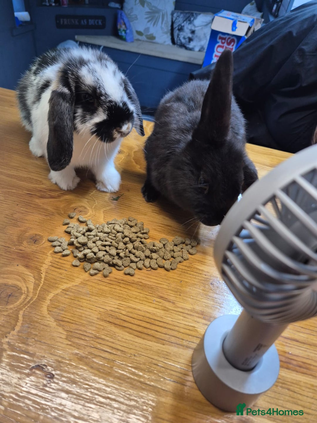 Mini Lop rabbits for sale: Lop eared rabbits  - Image 2