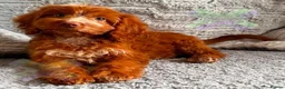 Cockapoo dogs for sale: F1 mini cockapoos 30 dna health tested clr - Advert 2