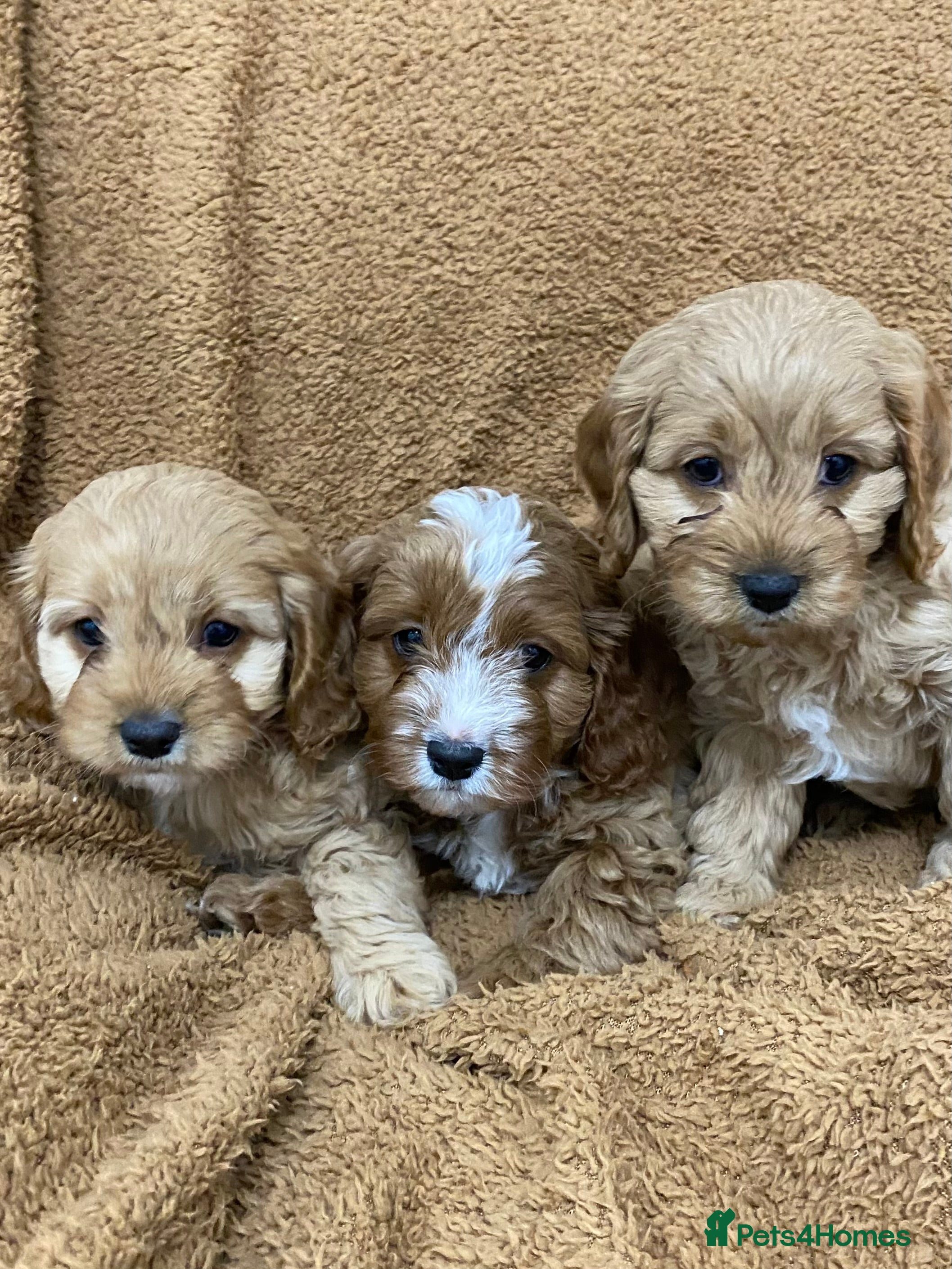 Cavapoo dogs F1 Cavapoo - Advert 2