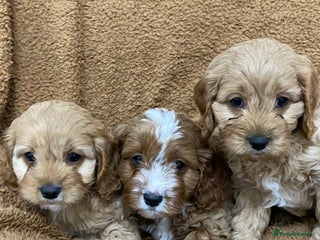 Cavapoo dogs F1 Cavapoo - Advert 3