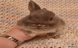 Netherland Dwarf rabbits for sale: Seven Litters Of Netherland Dwarf Babies - Image 11