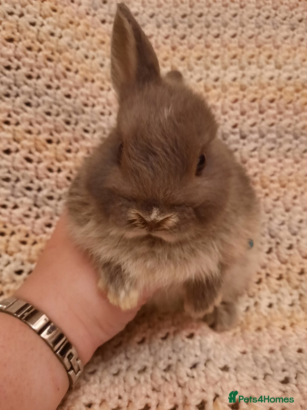 Netherland Dwarf rabbits for sale: Seven Litters Of Netherland Dwarf Babies - Image 11