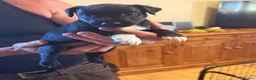 Mixed Breed dogs for sale: Parsons Cross patterdale puppies in Billingshurst - Advert 3