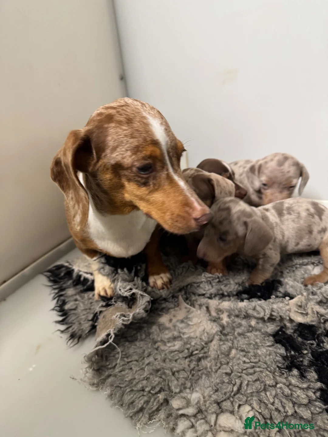 Miniature Dachshund dogs for sale: 5⭐️ Licensed. PRA clear dapple mini Daxis  - Advert 7