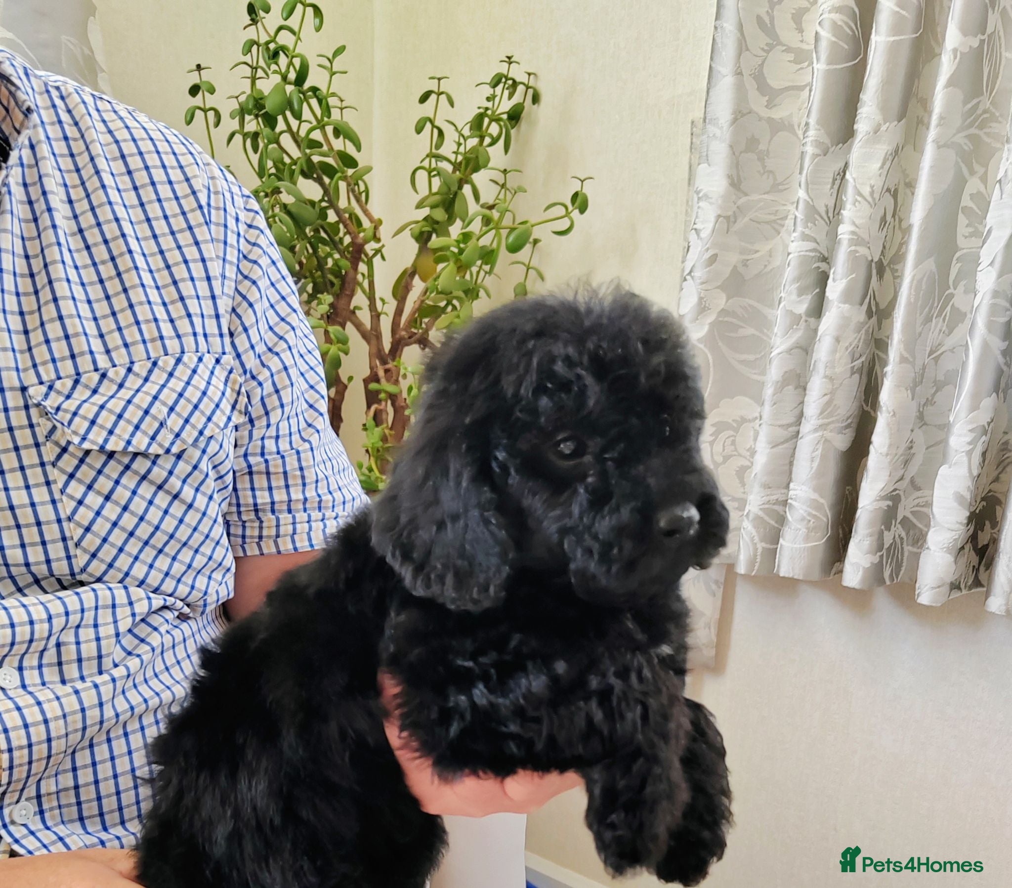 Cavapoo dogs DNA TESTED PARENTS & GRANDPARENTS TOY CAVAPOO   - Advert 1