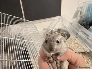 Gerbil rodents 2 babys - Advert 21