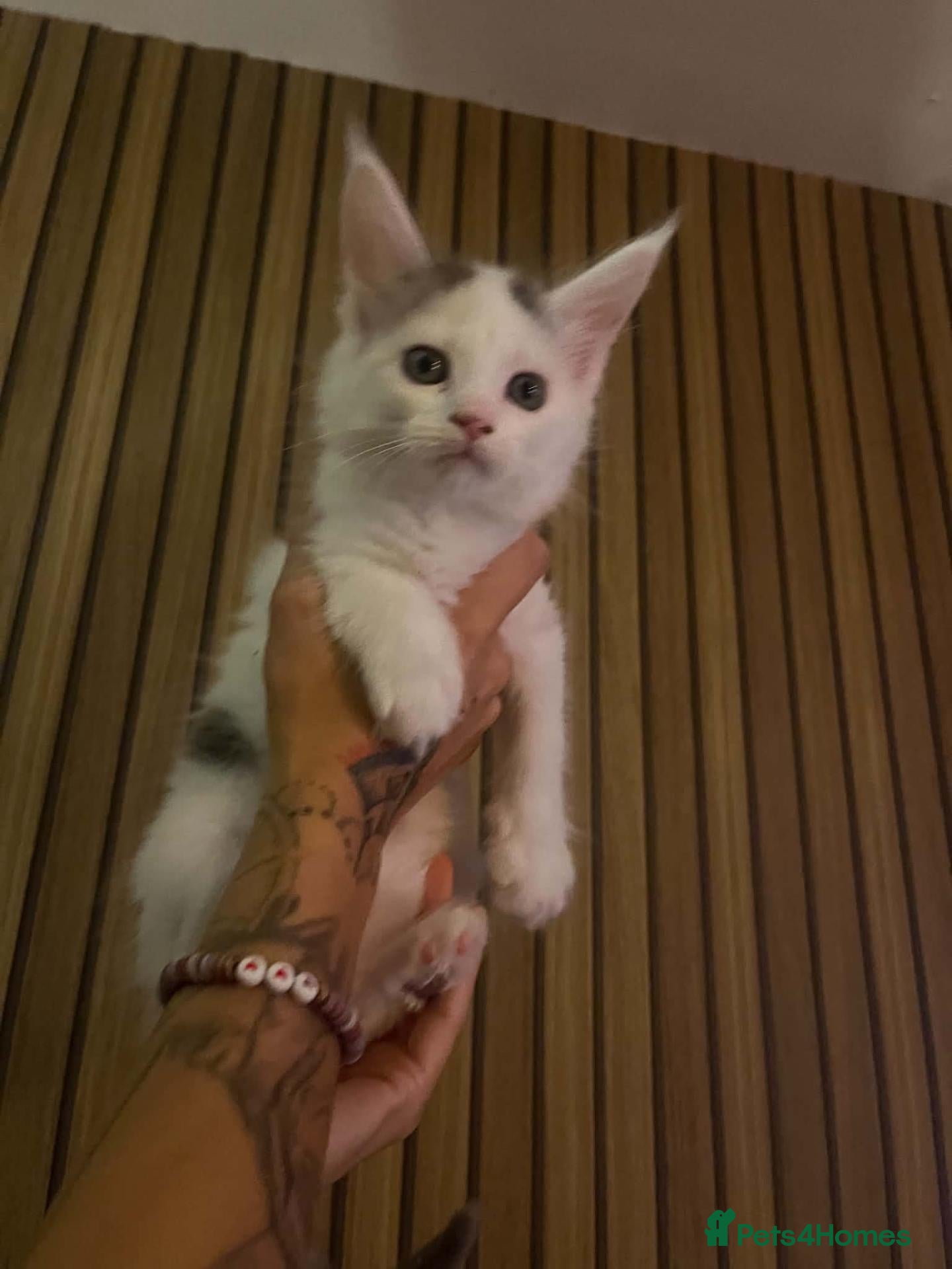 Maine Coon cats Tica registered Maine Coon kittens - Advert 6