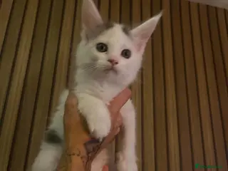 Maine Coon cats Tica registered Maine Coon kittens - Advert 6