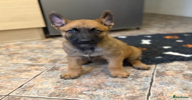 Belgian Shepherd Dog dogs - Advert 13