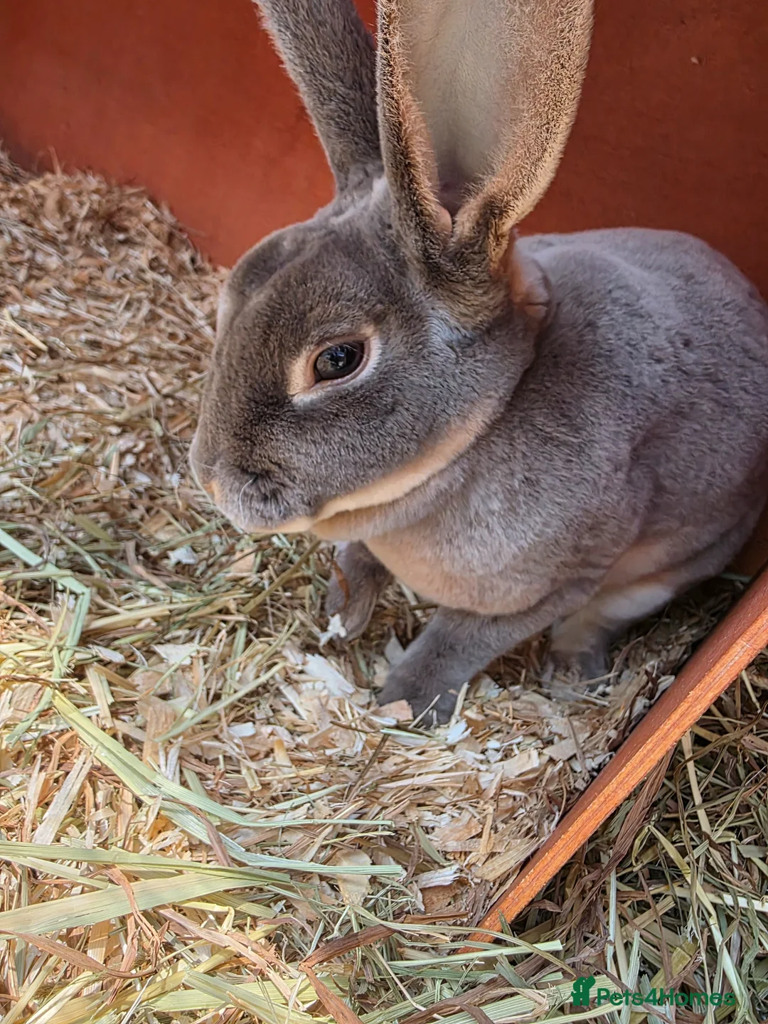 Rex rabbits for sale: Adult Mini Rex - Advert 2