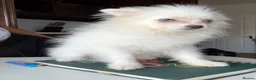 Pomeranian dogs for sale: White Pom blue eyes  - Advert 3