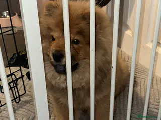 Chow Chow dogs Ginger chow for sale - Advert 8