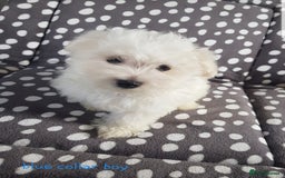 Maltese dogs for sale: Fluffy cute half Korean maltese ready to go  - Image 4
