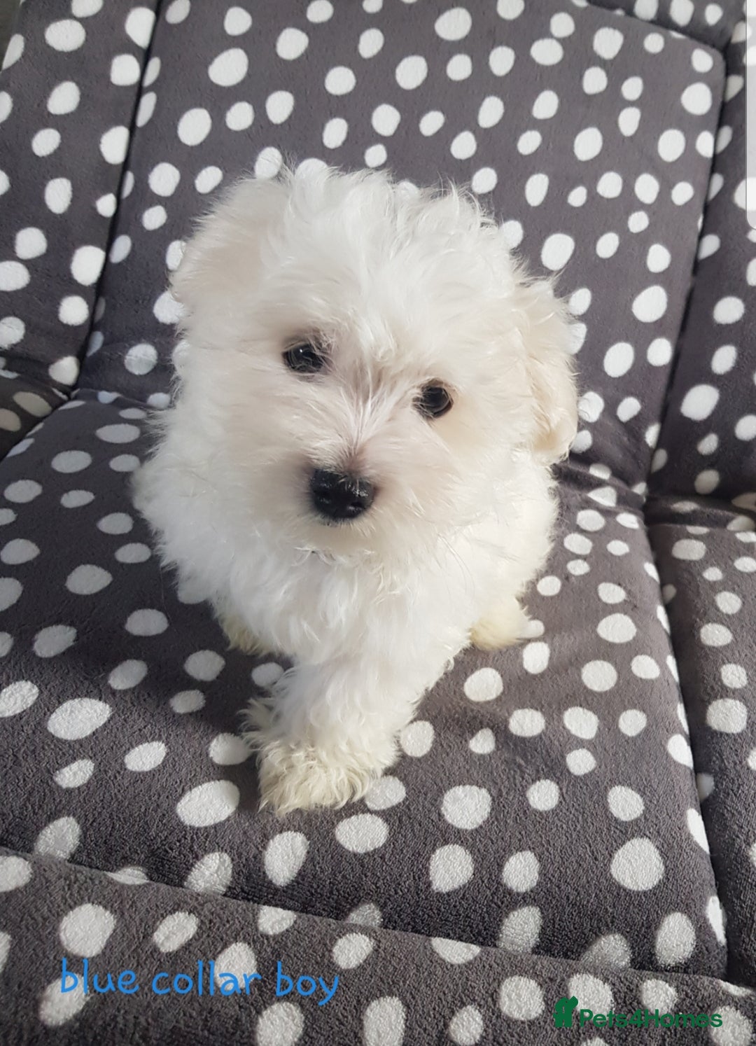 Maltese dogs for sale: Fluffy cute half Korean maltese ready to go  - Image 4