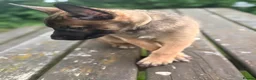 Belgian Shepherd Dog dogs for sale: !!1 LEFT!!Belgian malinios puppy - Advert 11