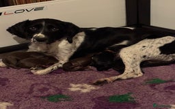 Sprocker dogs for sale: Sprocker Spaniel Puppies - Image 1