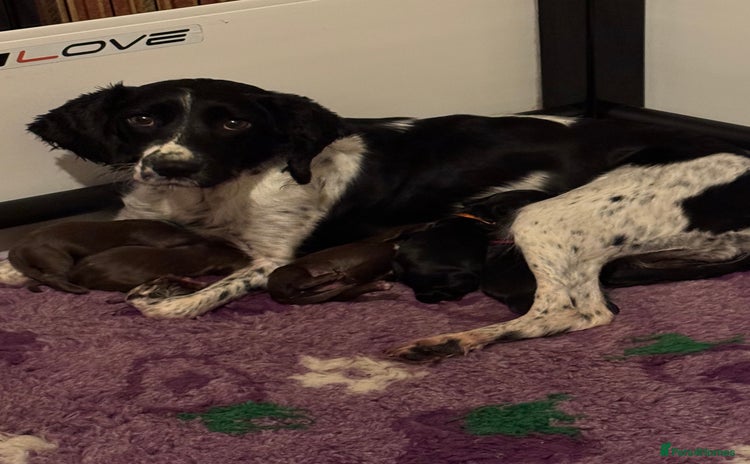 Sprocker dogs - Advert 9