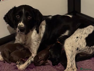 Sprocker dogs - Advert 4