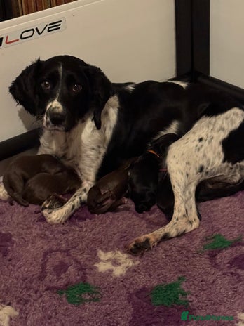 Sprocker dogs - Advert 8