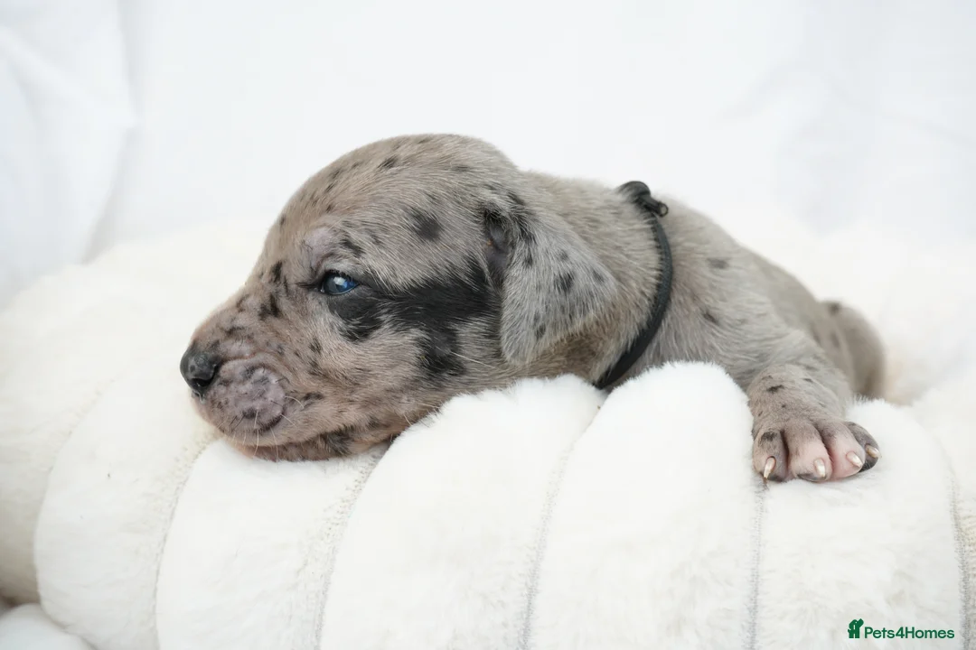 Great Dane dogs for sale: Health Tested KC reg Great Dane puppies - Advert 3