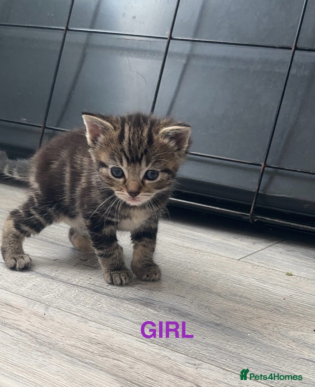 Mixed Breed cats for sale: Beautiful ragdoll x babies  in Ellesmere Port - Image 6